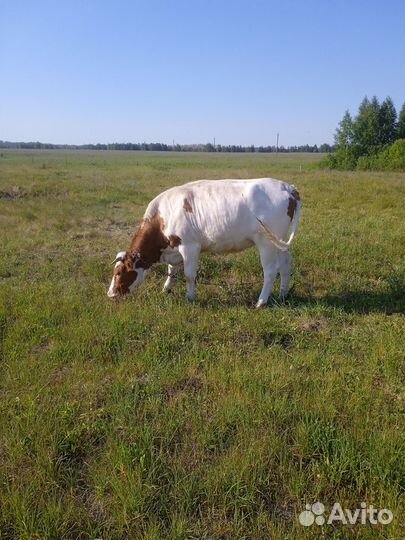 Корова - телка 1,8 г
