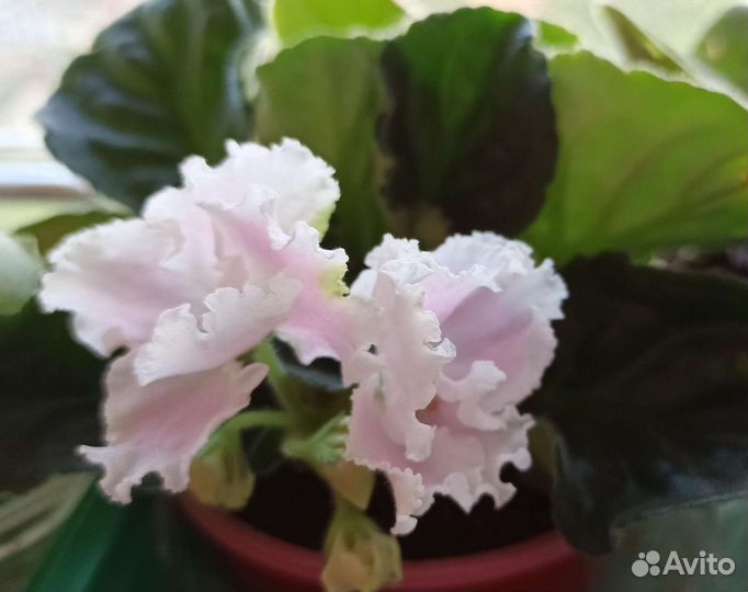 Детки сортовых фиалок