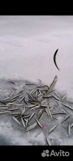 Корюшка свежемороженая