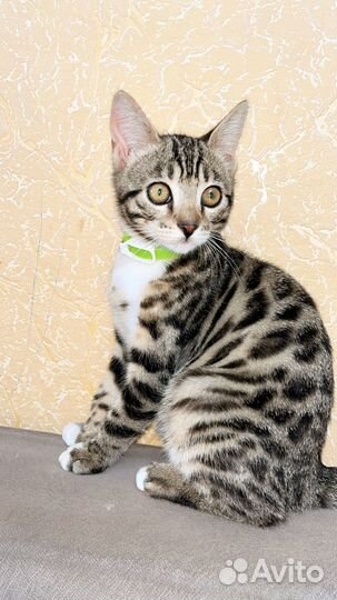 Бенгальская