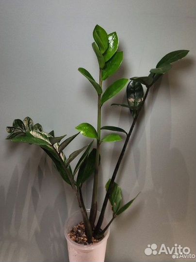 Замиокулькас