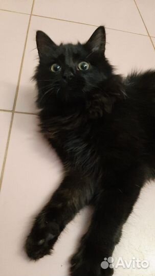 Кошечка 4 месяца