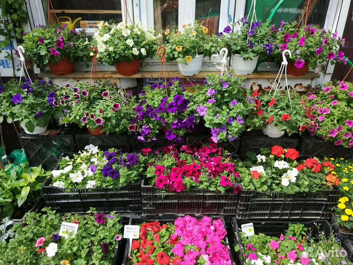 Рассада овощей и цветов