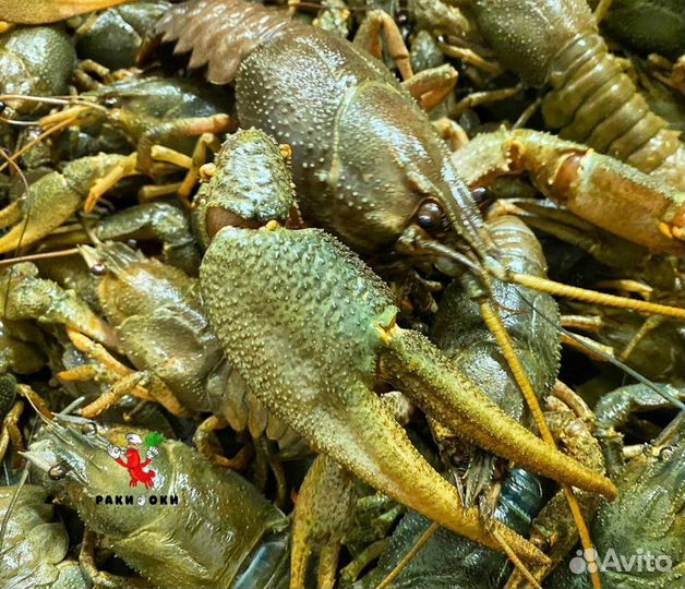 Раки вареные и живые. Свежий улов