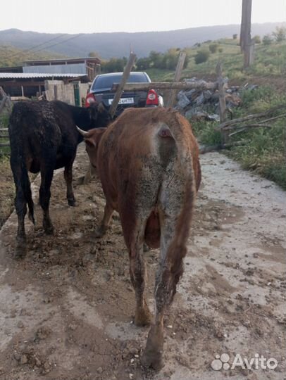 Продаються бычки -3 шт и тёлки -3 шт от 1,5-2 г