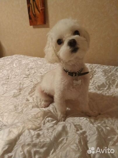 Мальтезе вязка