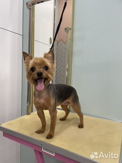 Грумер, стрижка собак и кошек