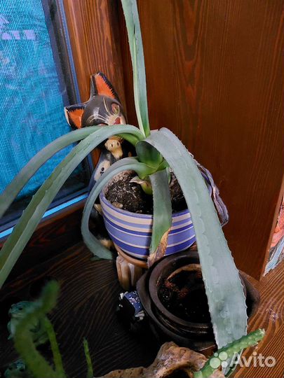 Агава голубая