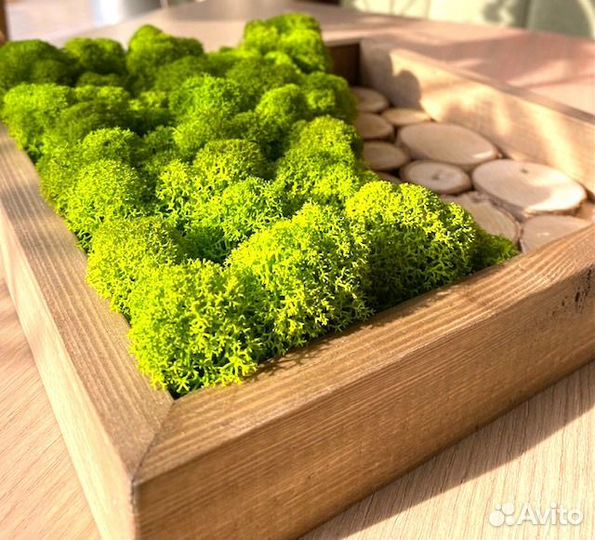 Фитокартина, стабилизированный мох