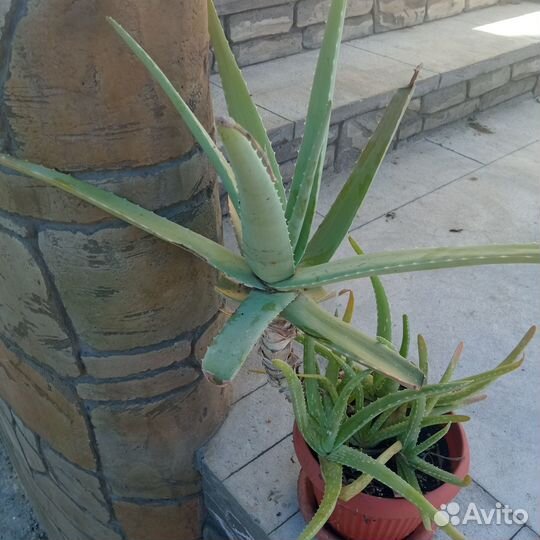 Алоэ вера, лекарь 5 лет