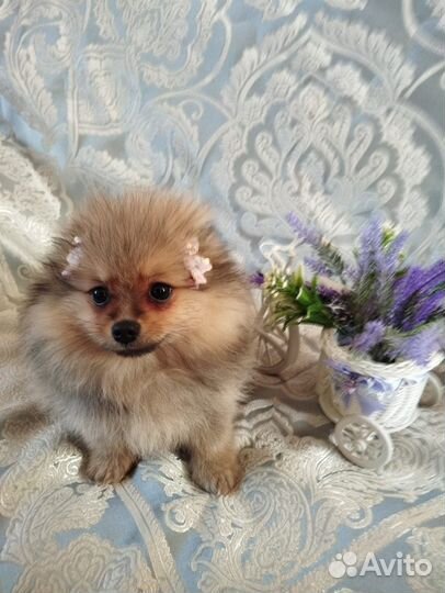 Немецкий шпиц