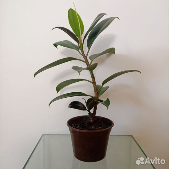 Теневыносливые комнатные растения