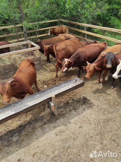 Продам быков
