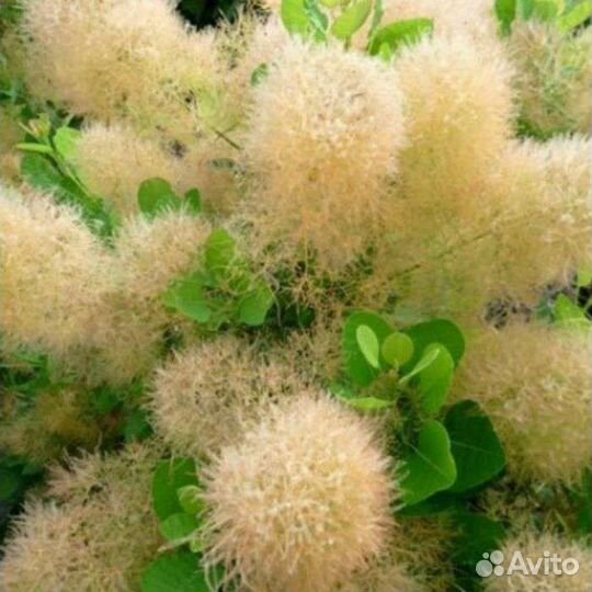 Калла эфиопскаяСкумпия-париковое дерево,хризантемы