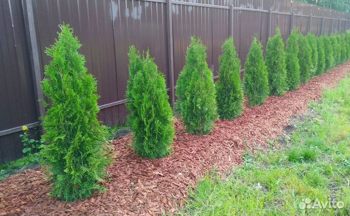 Туя смарагд оптом