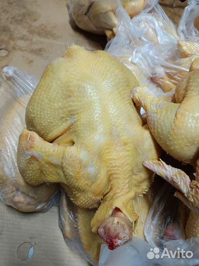 Куры бройлеры