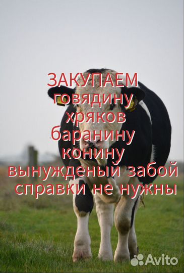 Закупка мяса