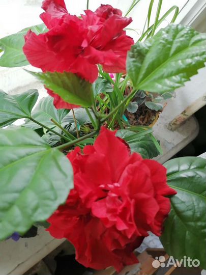 Гибискус (цветущее растение), черенки - 40 р