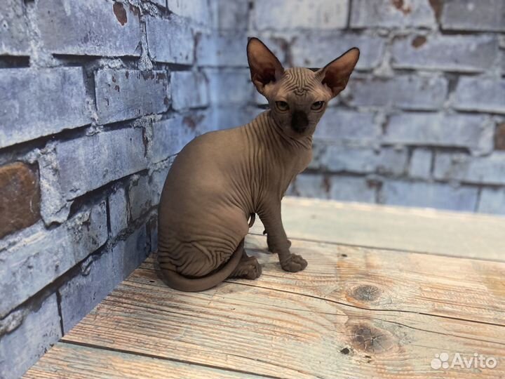 Котята эльфы