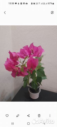 Бугенвилия