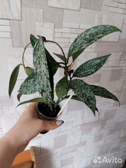 Hoya Carnosa Argentea Princess variegata и другая