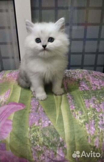 Вязка Шотландский кот шиншилла