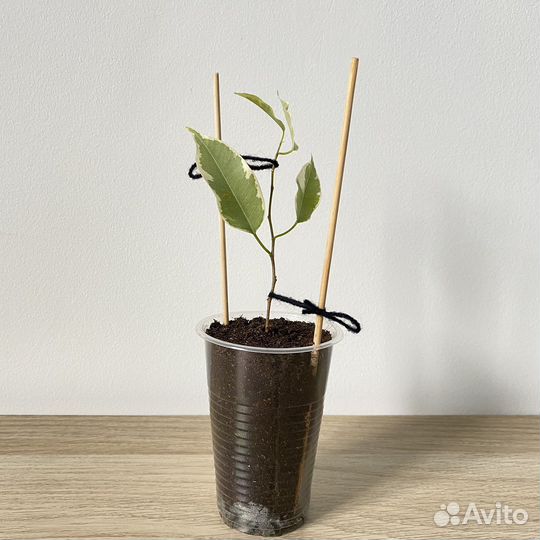 Фикус бенджамина (опт, розн)