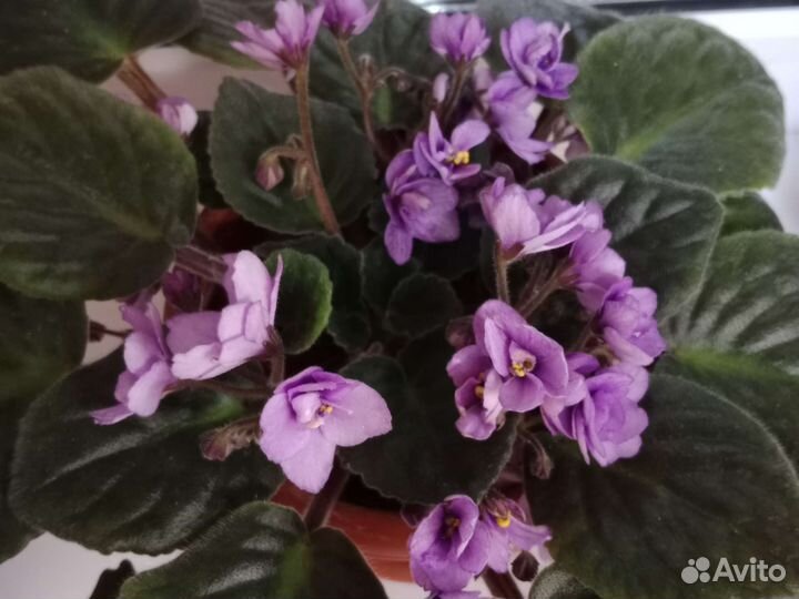 Фиалки продолжение