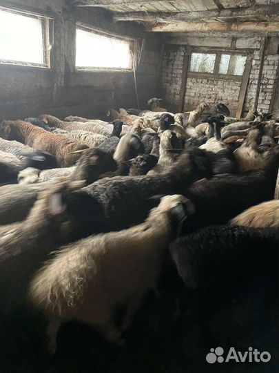 Бараны и овцы продаём