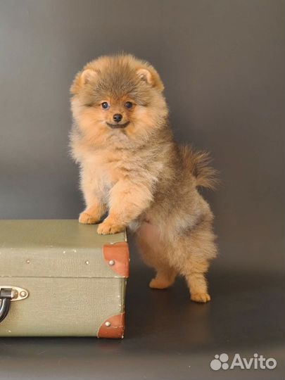 Фотографирую животных (фотограф- анималист)