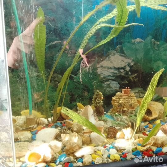 Аквариум
