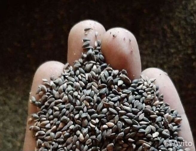 Семена лиственницы от производителя