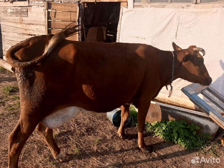 Корова дойная с теленком