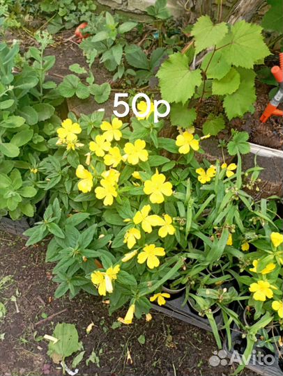 Рассада помидор черри