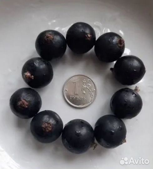 Саженцы черной крупноплодной смородины