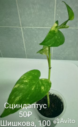 Комнатные растения