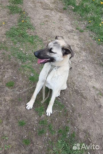 Ласковый подросток-дворянин ищет семью