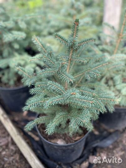 Хвойные растения