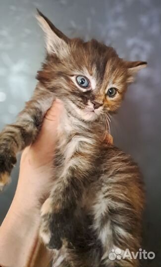 Котята мейн-кун