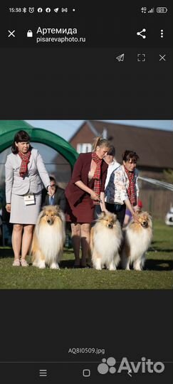 Хендлер, подготовка и показ собак на выставках