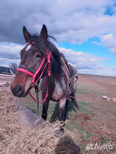 Продам кобылу