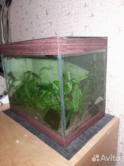 Аквариум