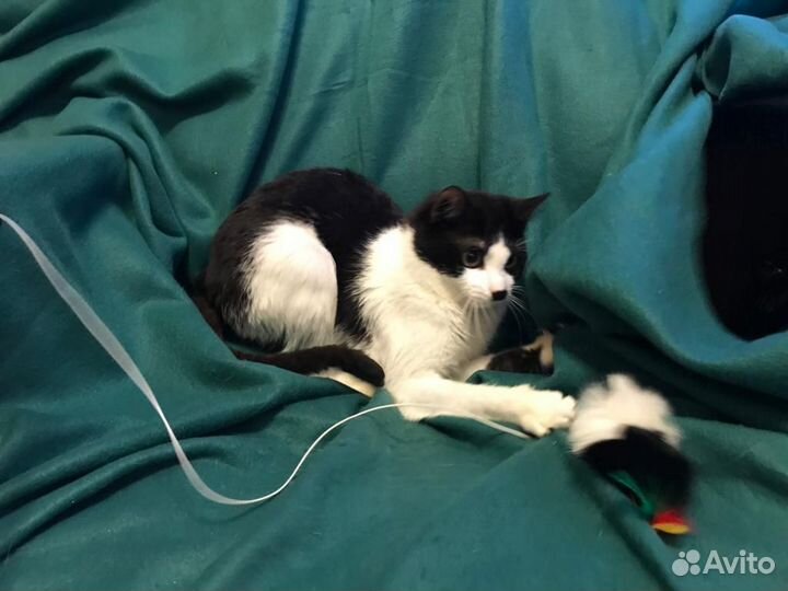 Котик Чарли в поисках счастья)