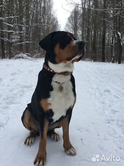 Кобель для вязки