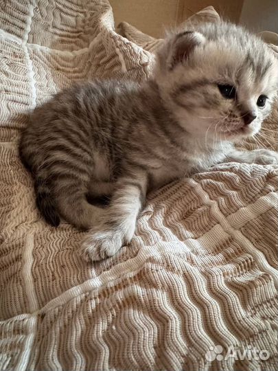 Котодетки шотландские