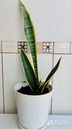 Сансевиерия