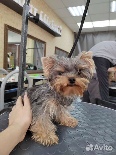 Стрижка собак бесплатно