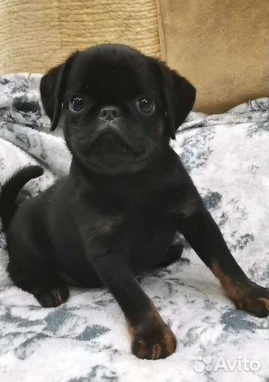 Малый брабансон