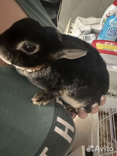 Кролик карликовый рекс