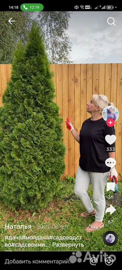 Туя смарагд саженцы (цена снижена)